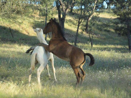 Coudelaria Vale Pau Βίλα Coruche Δωμάτιο φωτογραφία