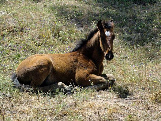 Coudelaria Vale Pau Βίλα Coruche Εξωτερικό φωτογραφία