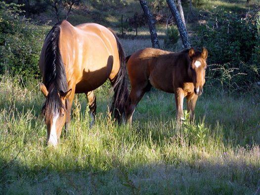 Coudelaria Vale Pau Βίλα Coruche Εξωτερικό φωτογραφία