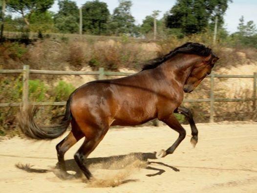 Coudelaria Vale Pau Βίλα Coruche Εξωτερικό φωτογραφία