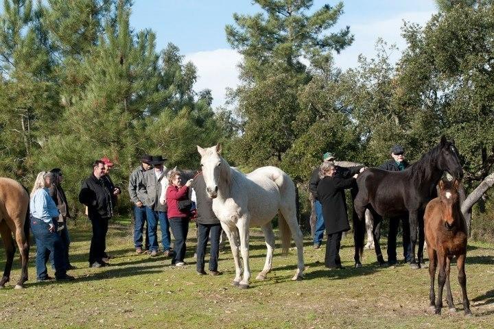 Coudelaria Vale Pau Βίλα Coruche Εξωτερικό φωτογραφία