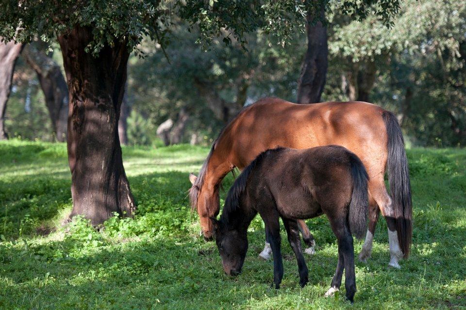 Coudelaria Vale Pau Βίλα Coruche Εξωτερικό φωτογραφία