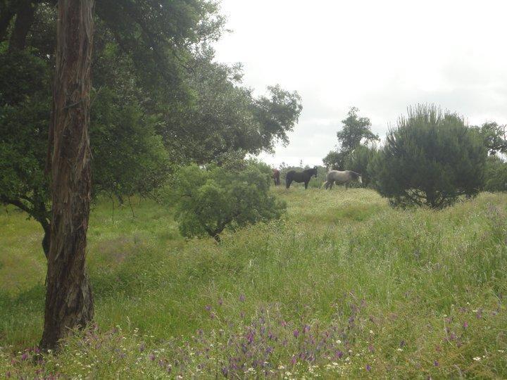 Coudelaria Vale Pau Βίλα Coruche Εξωτερικό φωτογραφία