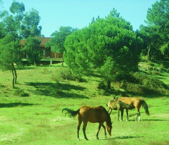 Coudelaria Vale Pau Βίλα Coruche Εξωτερικό φωτογραφία