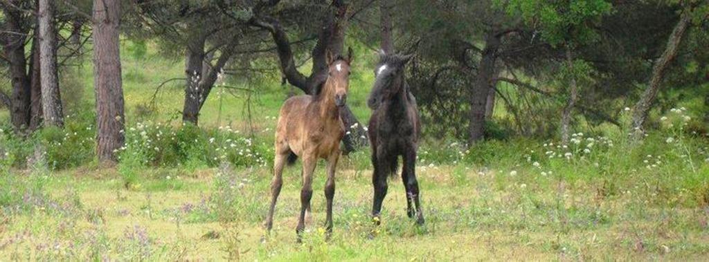 Coudelaria Vale Pau Βίλα Coruche Εξωτερικό φωτογραφία